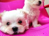 Orjinal Maltese Bebeklerim