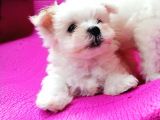 Orjinal Maltese Bebeklerim