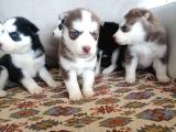 Husky Sibirya Kurdu Yavrular