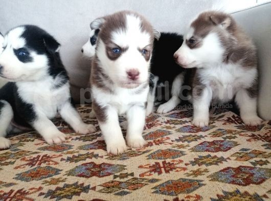 Husky Sibirya Kurdu Yavrular görsel