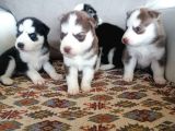 Husky Sibirya Kurdu Yavrular