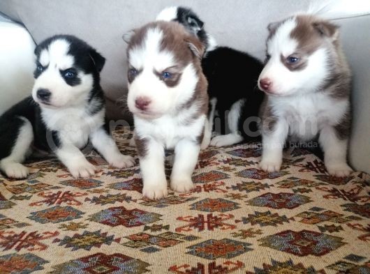 Husky Sibirya Kurdu Yavrular görsel