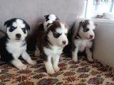 Husky Sibirya Kurdu Yavrular