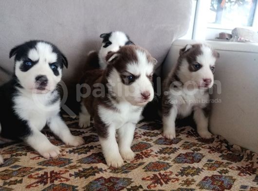 Husky Sibirya Kurdu Yavrular görsel