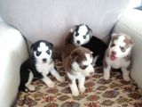 Husky Sibirya Kurdu Yavrular