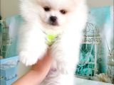 Pomeranian Boo Teddy Bear Yavrular