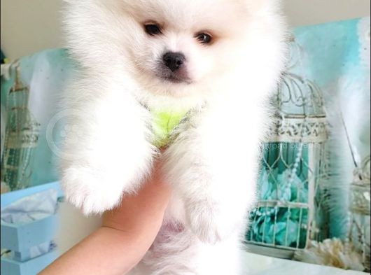 Pomeranian Boo Teddy Bear Yavrular görsel