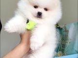 Pomeranian Boo Teddy Bear Yavrular