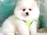 Pomeranian Boo Teddy Bear Yavrular