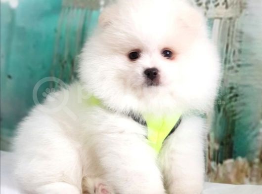 Pomeranian Boo Teddy Bear Yavrular görsel