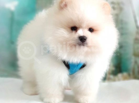 Pomeranian Boo Teddy Bear Yavrular görsel