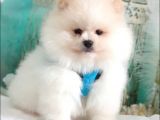Pomeranian Boo Teddy Bear Yavrular