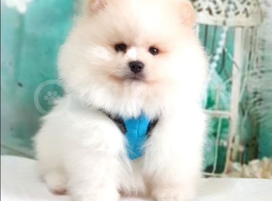 Pomeranian Boo Teddy Bear Yavrular