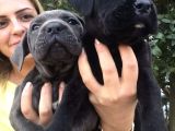Cane Corso İtalyann Mastifff