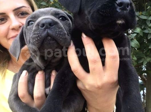 Cane Corso İtalyann Mastifff görsel
