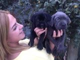 Cane Corso İtalyann Mastifff