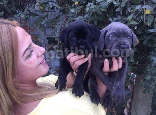 Cane Corso İtalyann Mastifff görsel