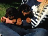 Macar Rottweiler Yavrularimiz