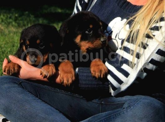 Macar Rottweiler Yavrularimiz görsel