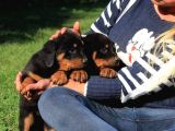 Macar Rottweiler Yavrularimiz