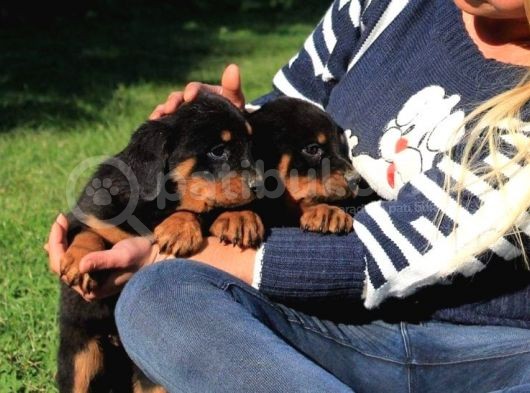 Macar Rottweiler Yavrularimiz görsel
