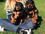 Macar Rottweiler Yavrularimiz