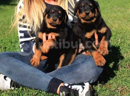Macar Rottweiler Yavrularimiz görsel
