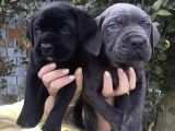 Cane Corso İtalyann Mastifff