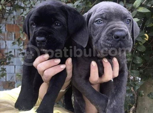 Cane Corso İtalyann Mastifff