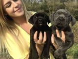 Cane Corso İtalyann Mastifff