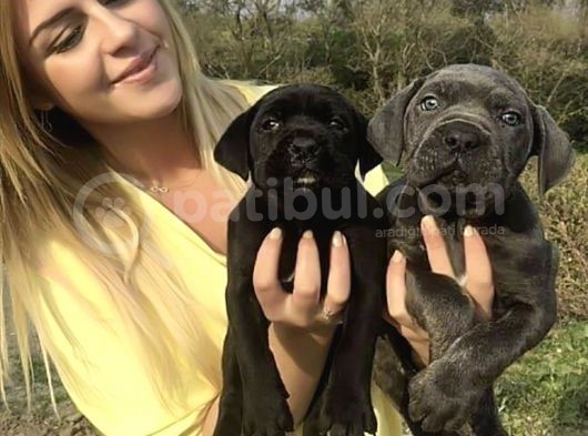 Cane Corso İtalyann Mastifff görsel