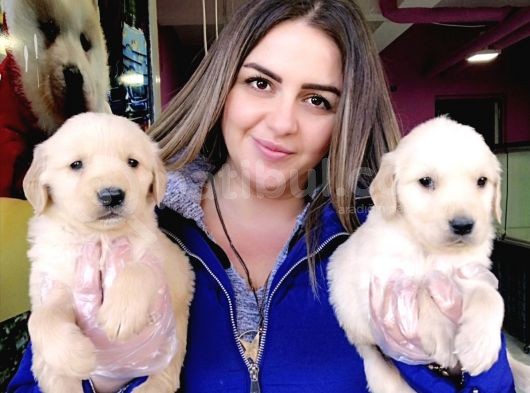 Baby Face Golden Bebeklerr görsel