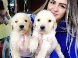 Baby Face Golden Bebeklerr