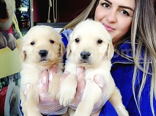 Baby Face Golden Bebeklerr görsel
