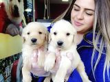 Baby Face Golden Bebeklerr
