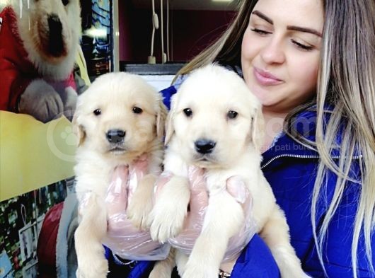 Baby Face Golden Bebeklerr