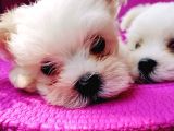 Orjinal Maltese Bebeklerim