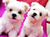 Orjinal Maltese Bebeklerim