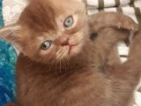 Show Kalite Choco Cinnamon British Shorthair Yavruları