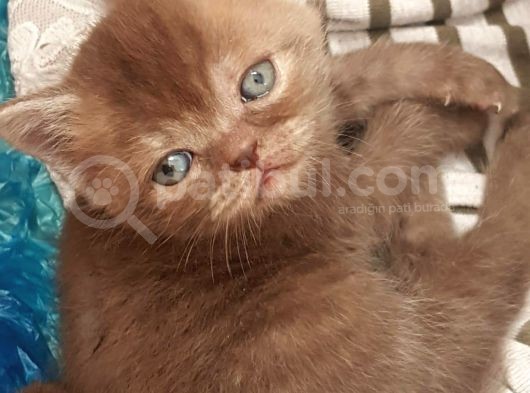 Show Kalite Choco Cinnamon British Shorthair Yavruları görsel