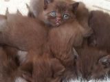 Show Kalite Choco Cinnamon British Shorthair Yavruları