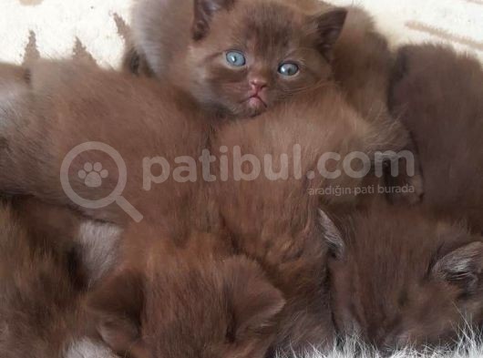 Show Kalite Choco Cinnamon British Shorthair Yavruları görsel