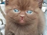 Show Kalite Choco Cinnamon British Shorthair Yavruları