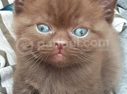 Show Kalite Choco Cinnamon British Shorthair Yavruları görsel