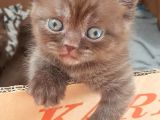 Show Kalite Choco Cinnamon British Shorthair Yavruları