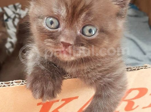 Show Kalite Choco Cinnamon British Shorthair Yavruları görsel