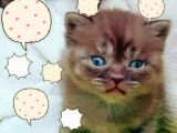 Show Kalite Choco Cinnamon British Shorthair Yavruları