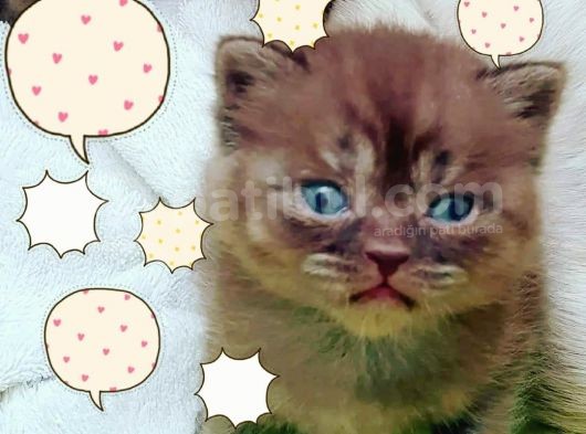 Show Kalite Choco Cinnamon British Shorthair Yavruları görsel