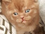 Show Kalite Choco Cinnamon British Shorthair Yavruları