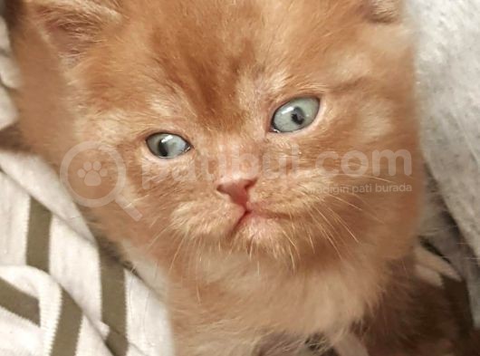 Show Kalite Choco Cinnamon British Shorthair Yavruları